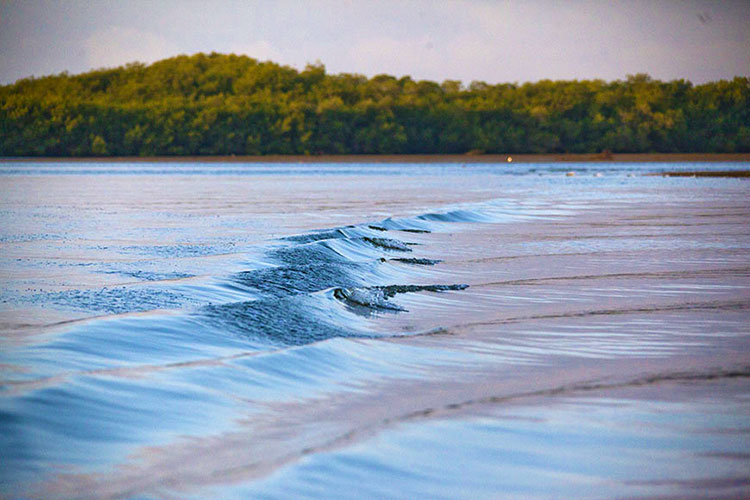 Manglares de Tumbes