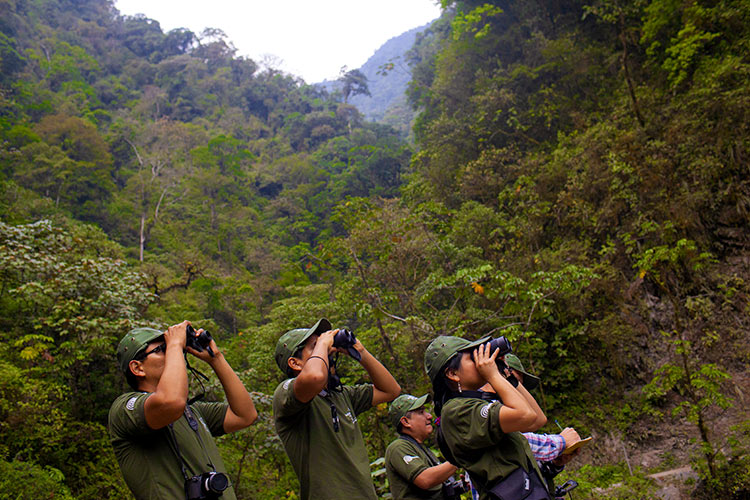 Fauna del Perú, Qué es la Fauna