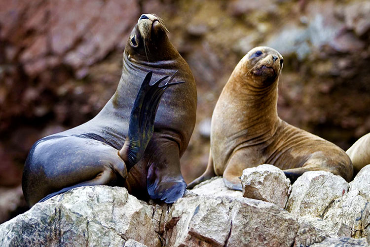 Animales de islas Ballestas