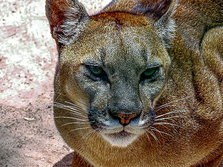 animales sagrados de los incas