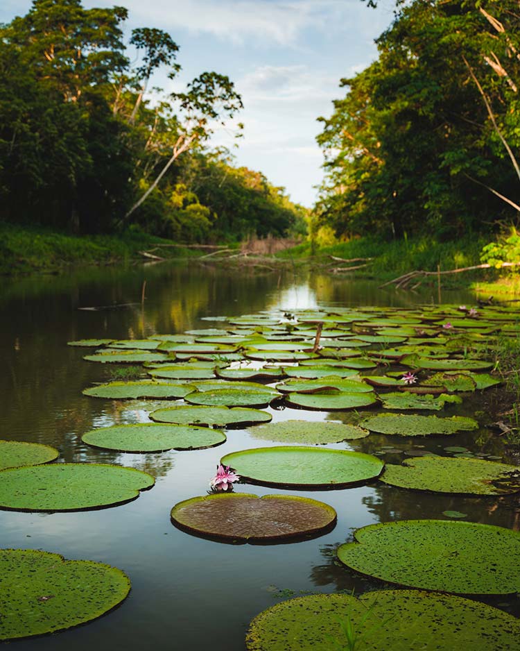 Aniversario de Río Amazonas como maravilla natural del mundo
