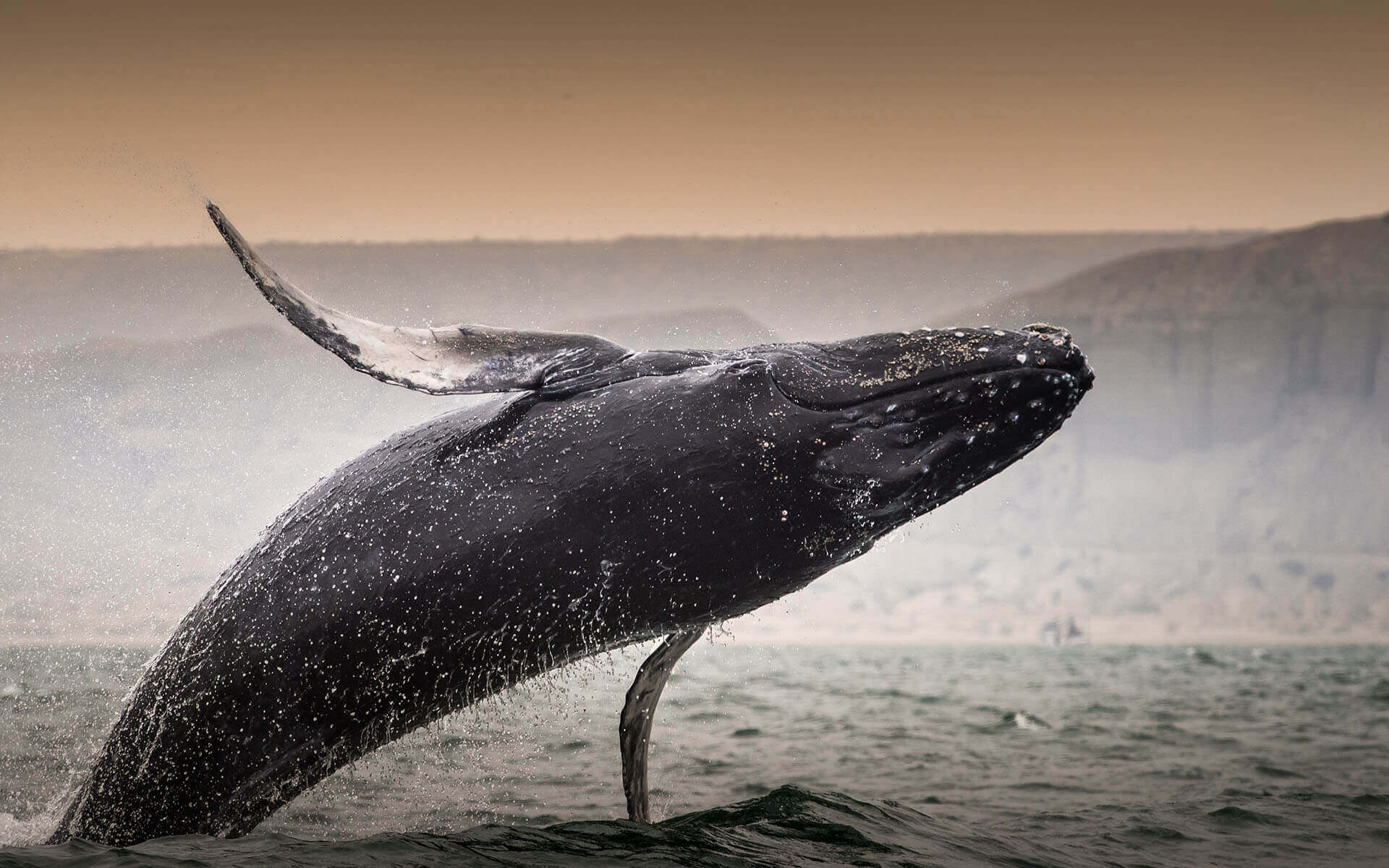 ballena-salto