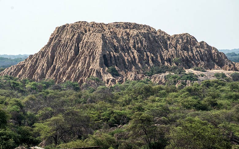 Bosque de Pómac