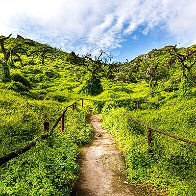 Lomas de Lachay: 4 datos para conocer esta Reserva Nacional en familia