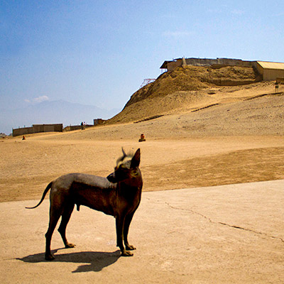  El perro peruano: tu guía en estas 4 impresionantes huacas del Perú 