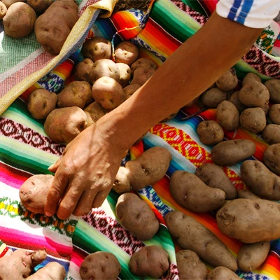 ¡Qué viva la papa peruana! Conoce 4 platos típicos del Perú a base de papa y de dónde provienen