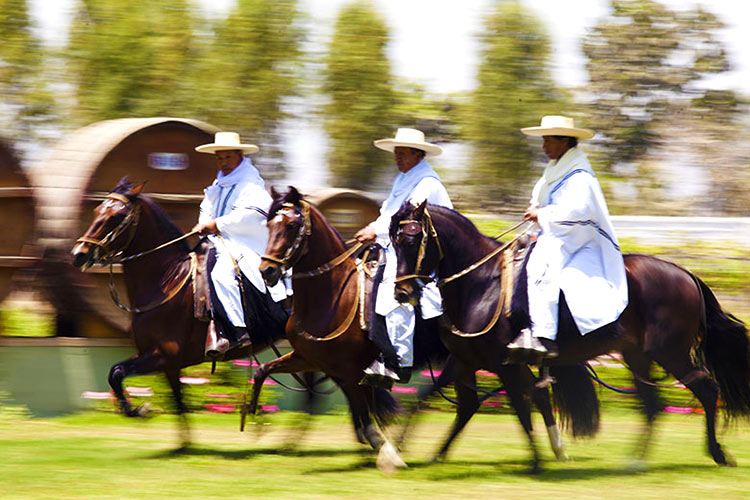 Vendimia de Ica Caballos de paso