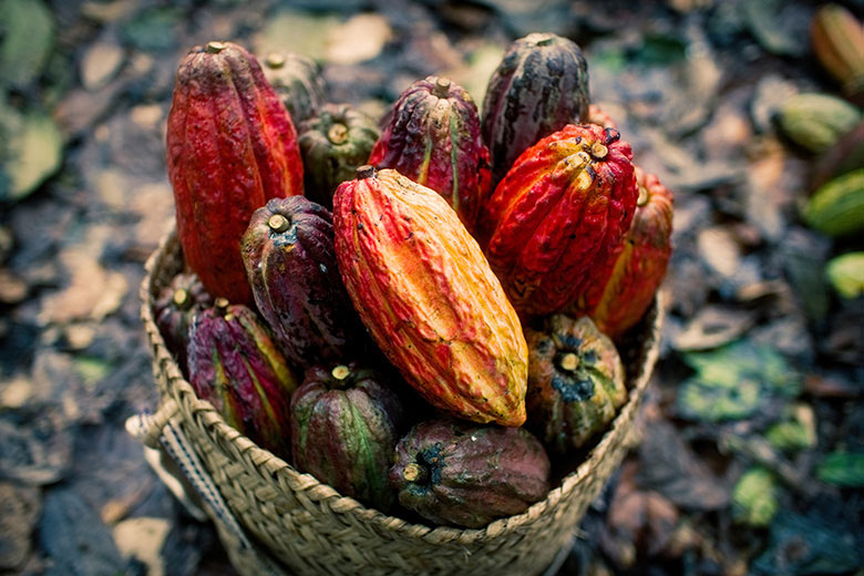 Cacao de Yanesha