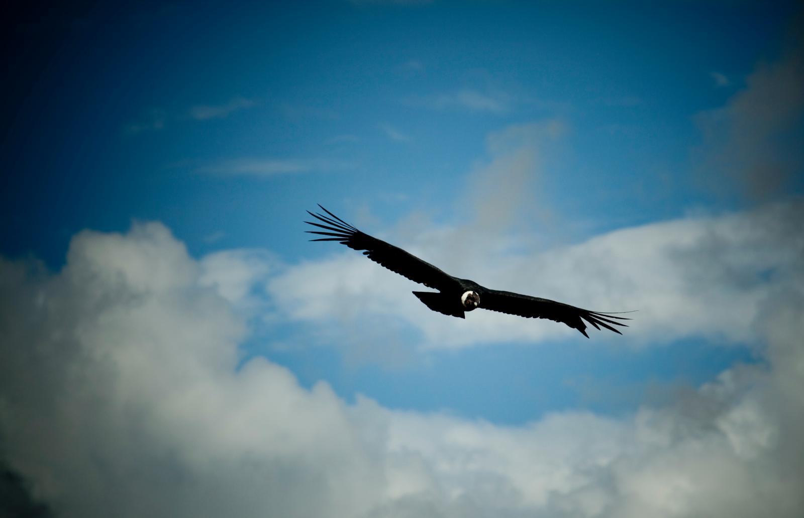 condor-andino-arequipa