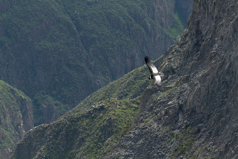 Condor en el Valle del Colca