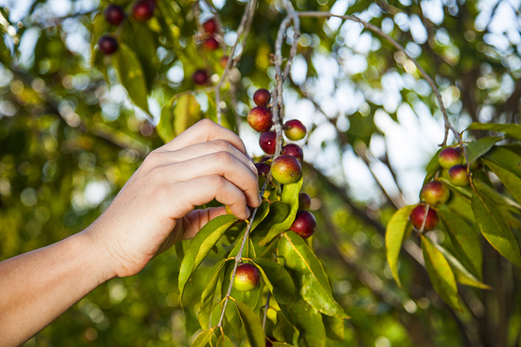 Día de la tierra, superfood Camu camu