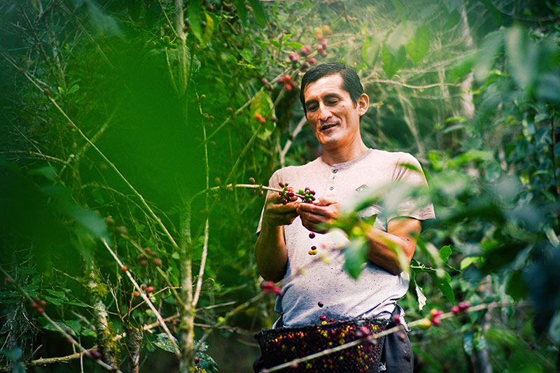 Hombre cosechando granos de café Día del Café peruano