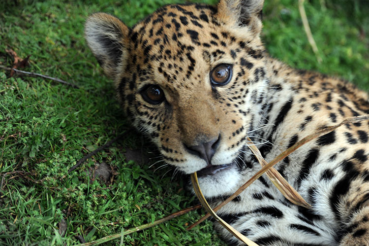Día internacional del Jaguar