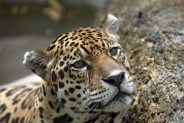 Día internacional del Jaguar