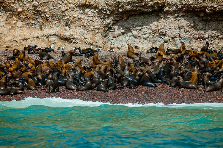 Islas Ballestas