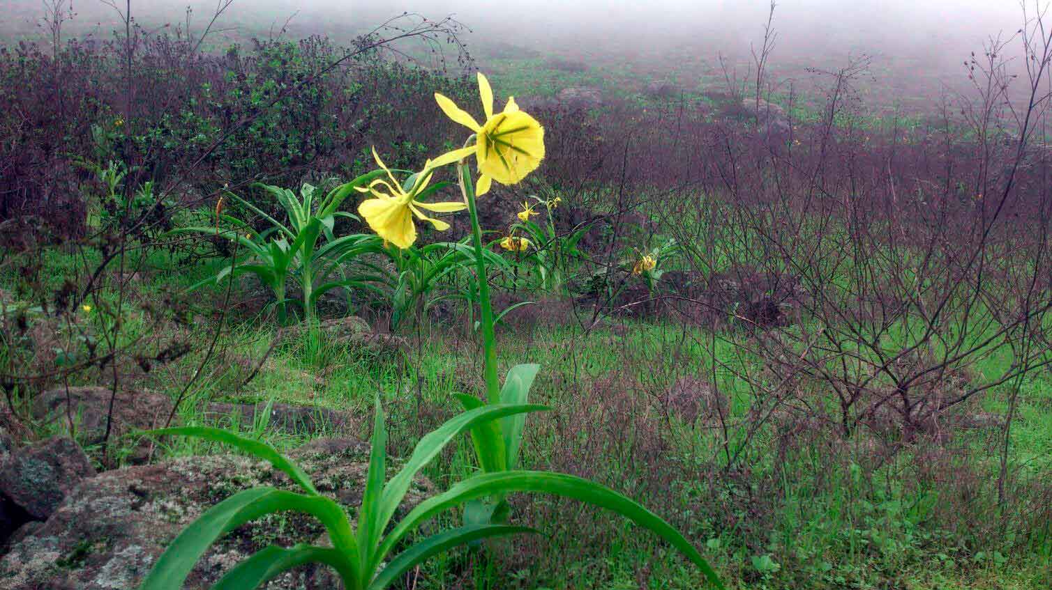 flor-de-amancaes