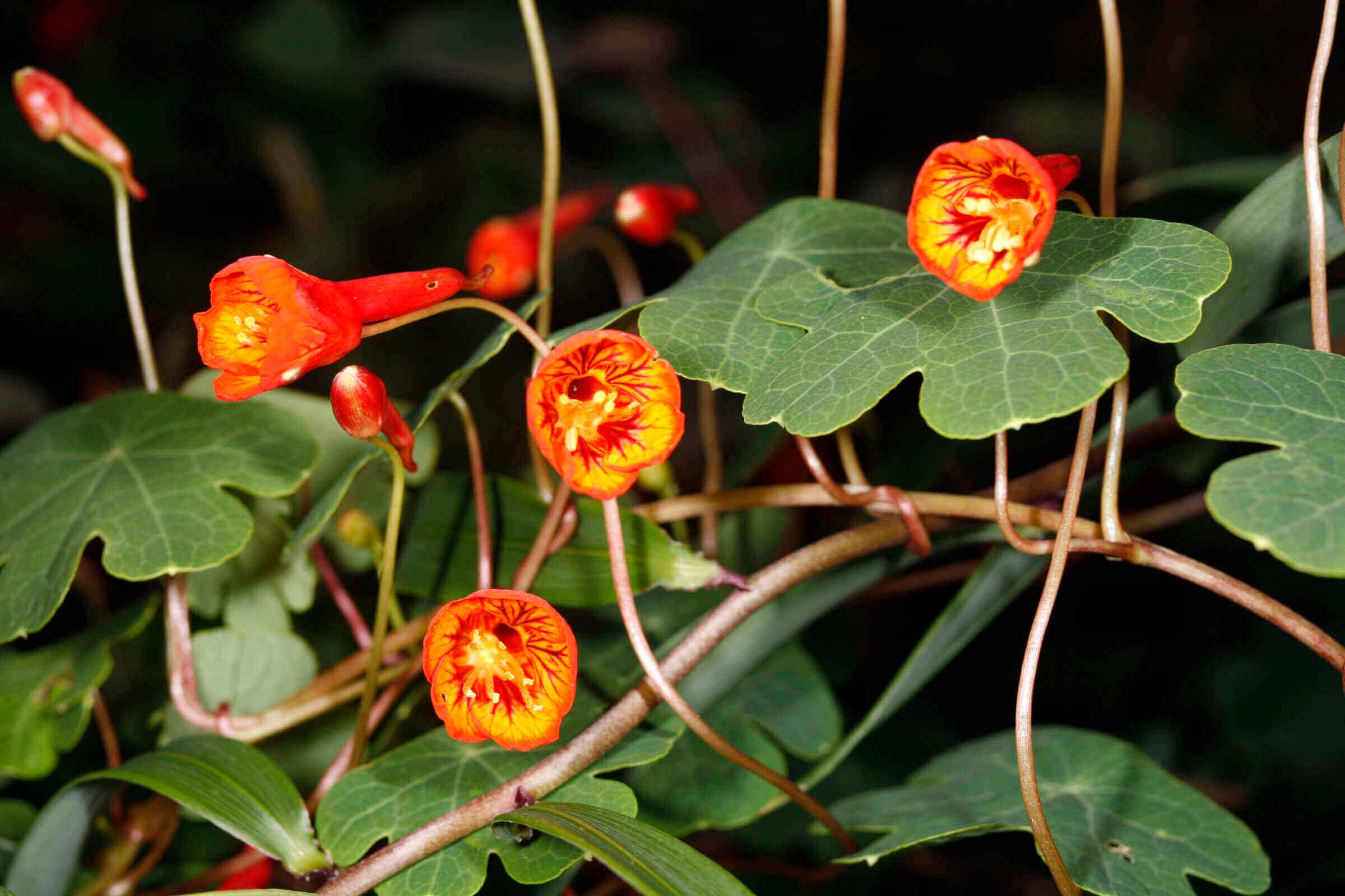 flor-de-mashua