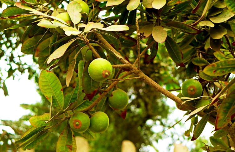 frutas-de-lucuma