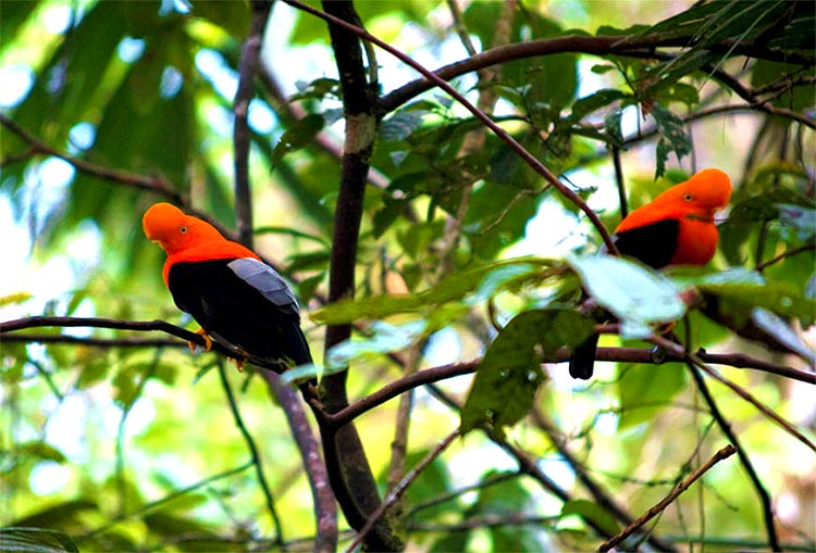 Gallito de las rocas