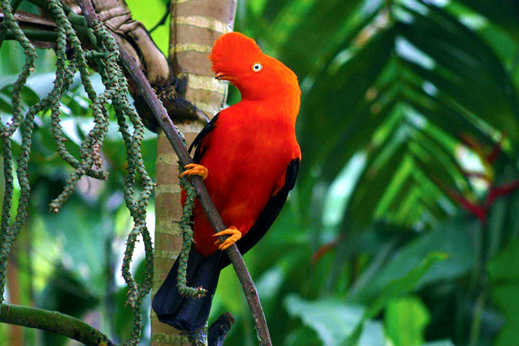 Gallito de las Rocas