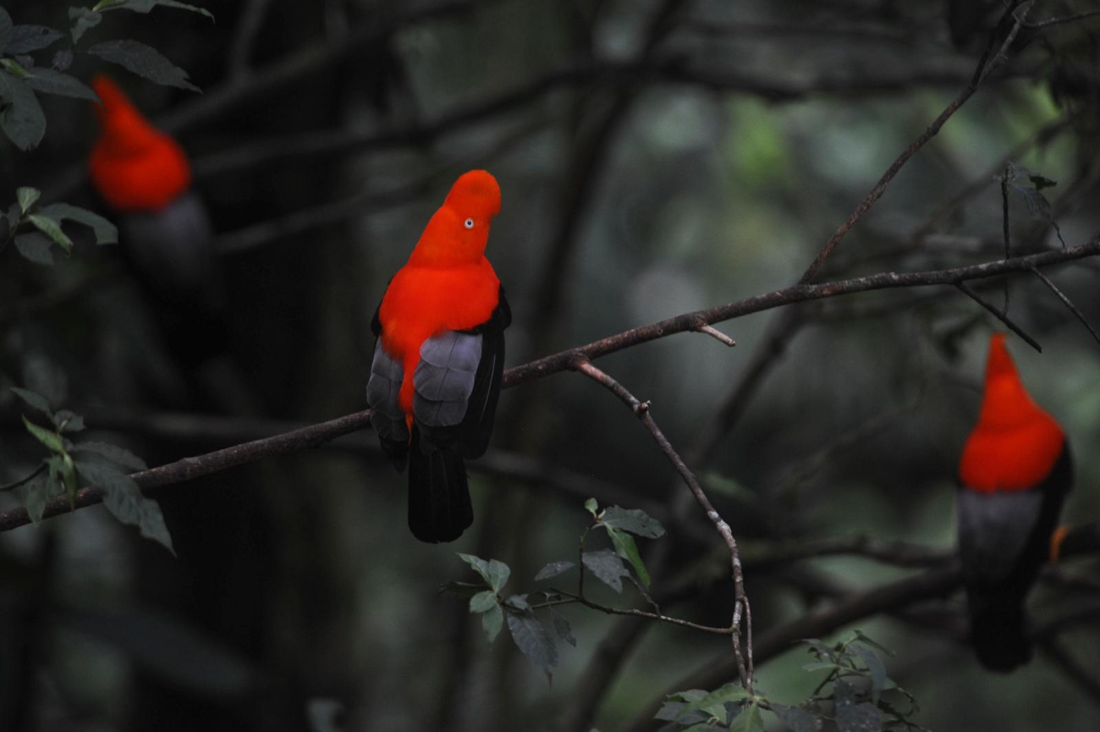 Chuyapi Urusayhua gallito de las rocas