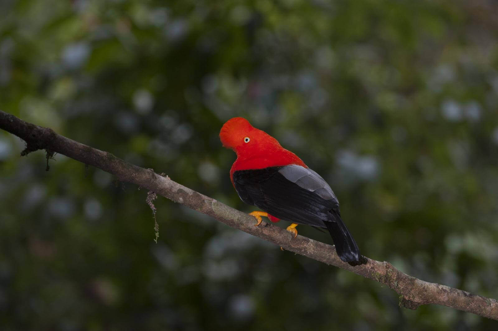 gallito-de-amazonia