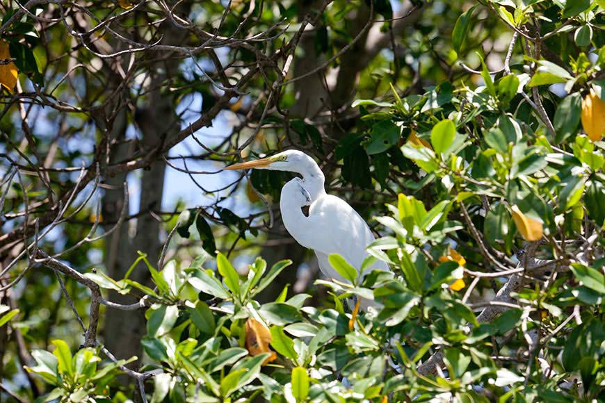 Garzas grandes en los Manglares de Tumbes