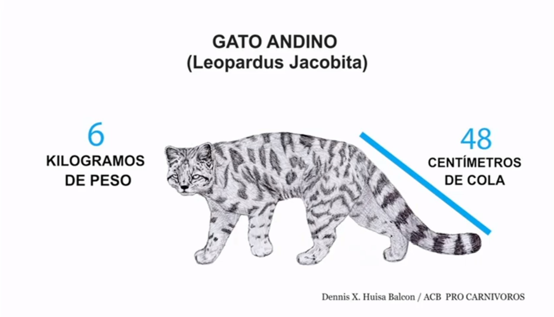 gato-andino