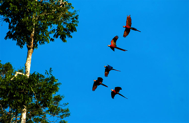 Guacamayos en Reserva Nacional Tambopata