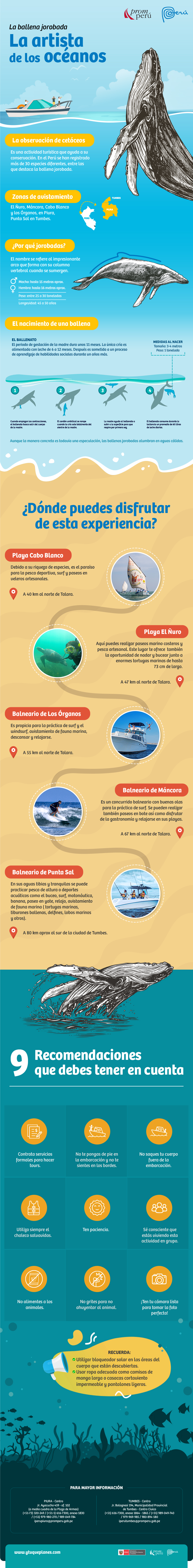 5 datos sobre Avistamiento de Ballenas