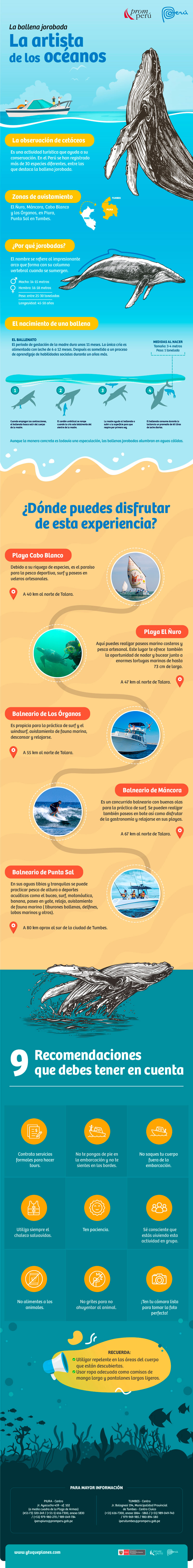 5 datos sobre Avistamiento de Ballenas