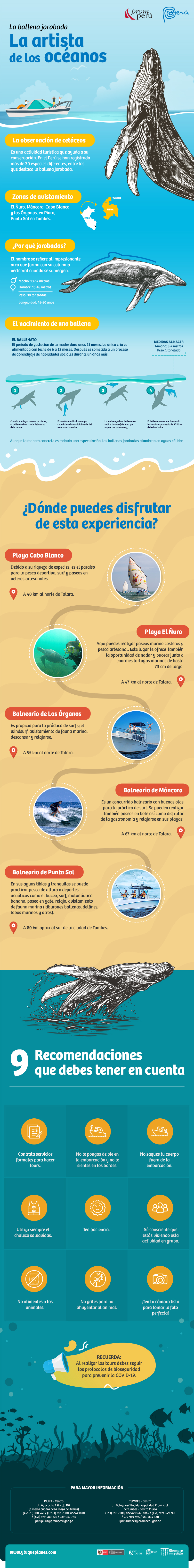 Avistamiento de ballenas en el Norte del Perú