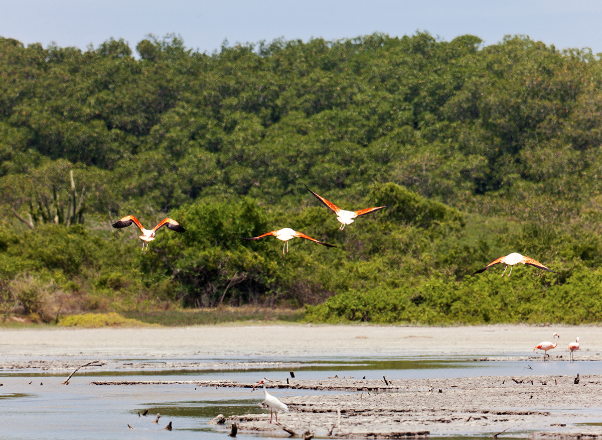 Avistamiento de aves