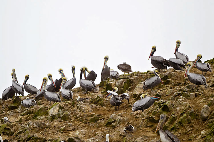 reserva-paracas-fauna