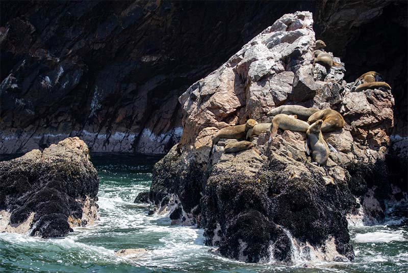 Islas Ballestas ahora cuentan con Safe Travels en Ica