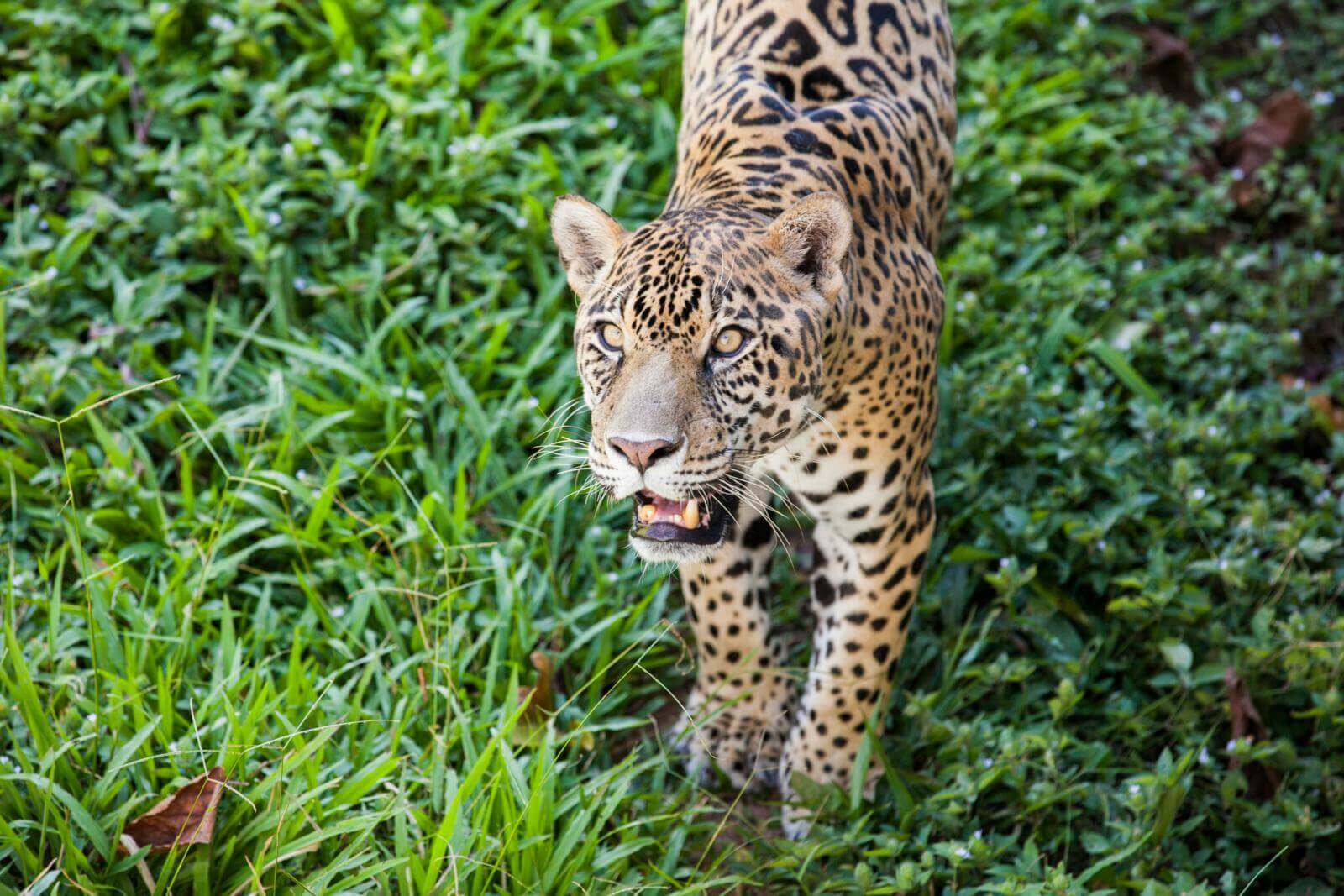 jaguar-ucayali