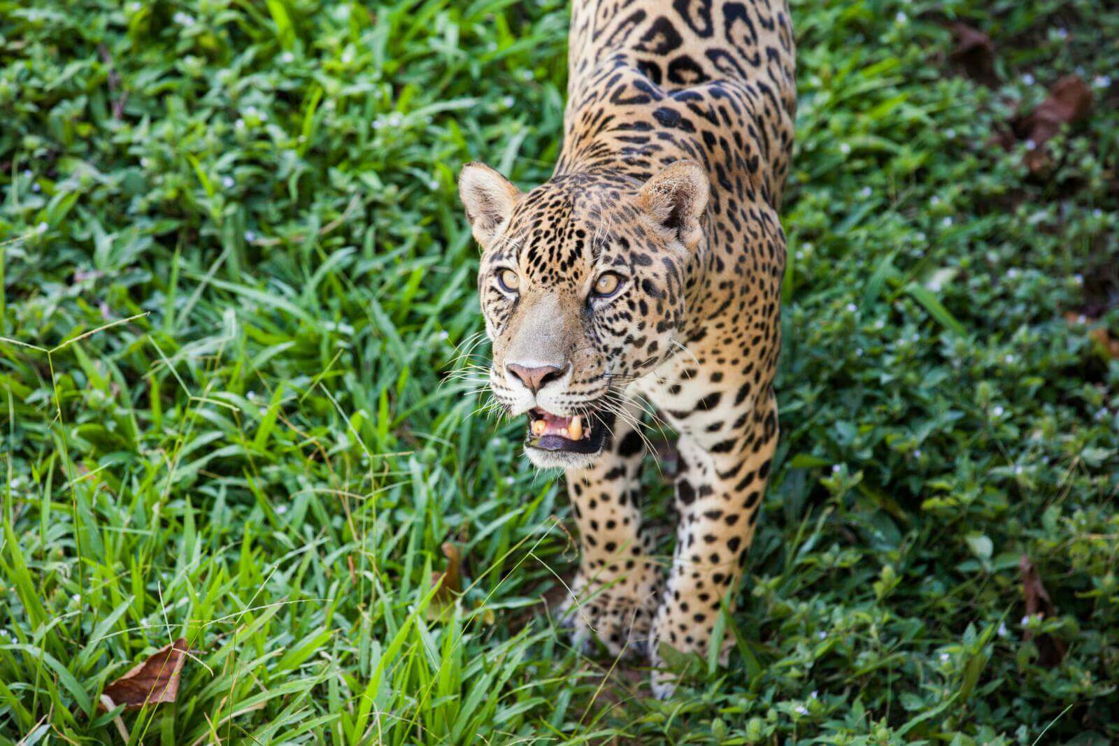 jaguar-ucayali