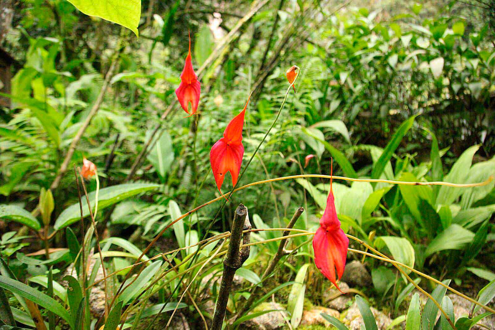 jardin Botanico Cusco