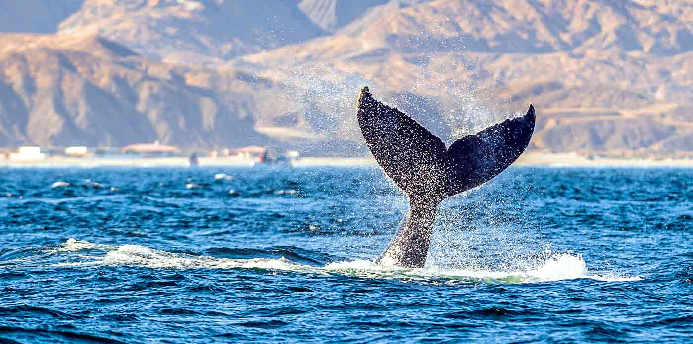 https://www.ytuqueplanes.com/imagenes/¡Ya empezó la temporada de avistamiento de ballenas!