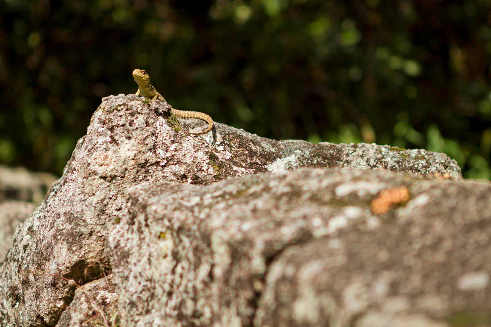 fauna Machu Picchu