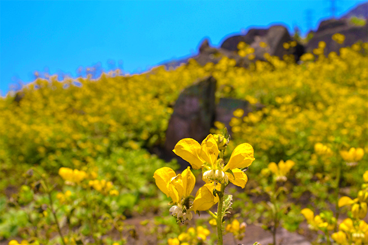 Lomas de Lachay, Lomas del Lúcumo