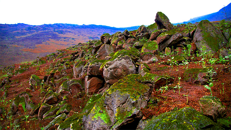 Lomas de Lachay, Lomas del Lúcumo