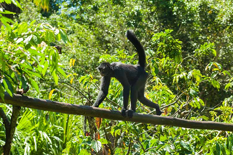 Animales en Biopark