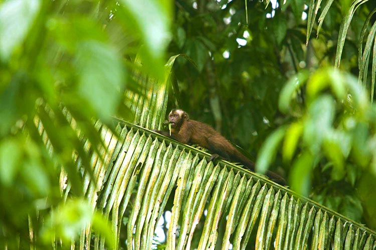 mono machin fauna peruana