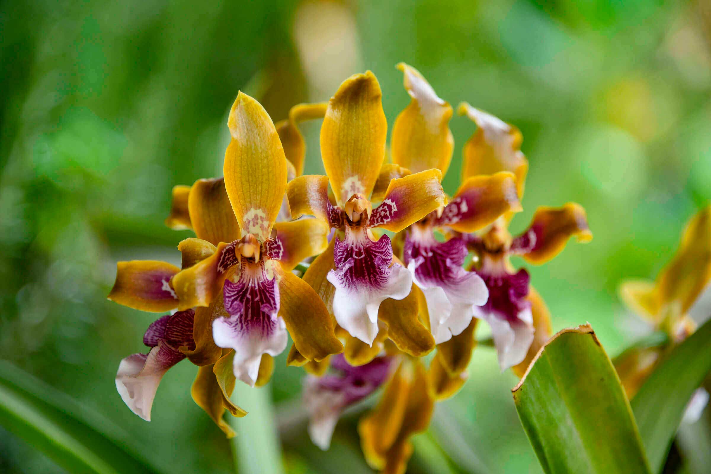 orquidea-de-cusco