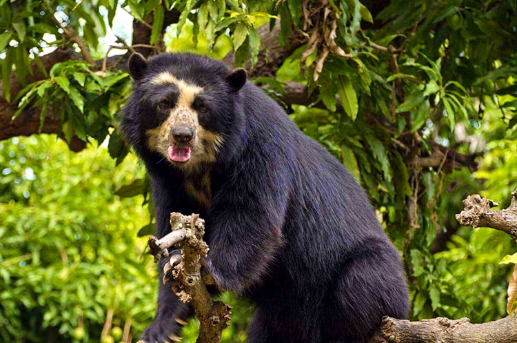 oso de anteojos Peru