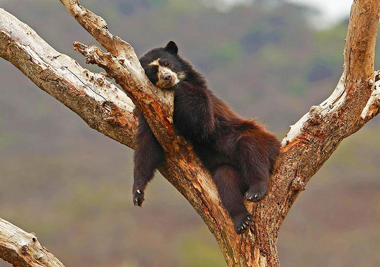 Oso de anteojos