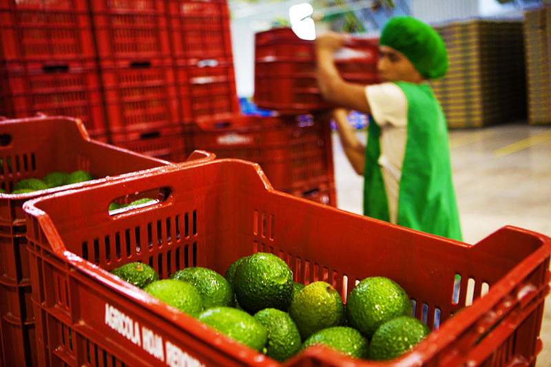 Distribución de la Palta Hass