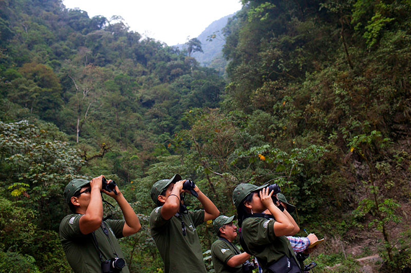 Avistamiento de aves en Parques Nacionales del Perú - Monos