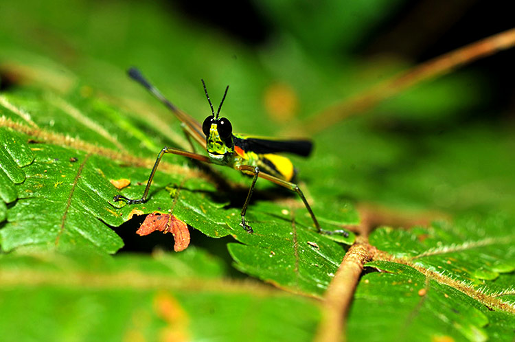 Biodiversidad de Parques Nacionales del Perú